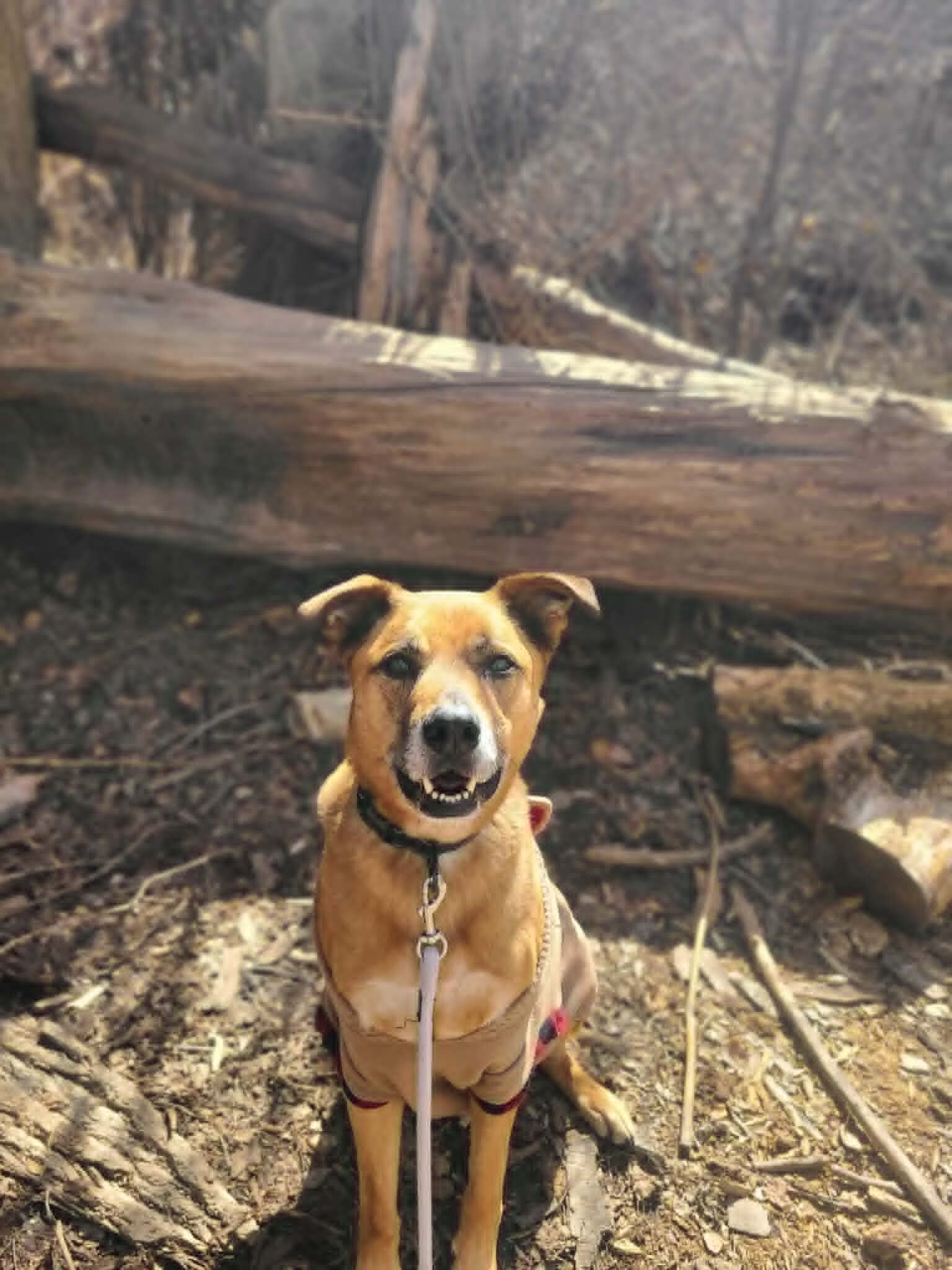 Picture of the Animal Listed